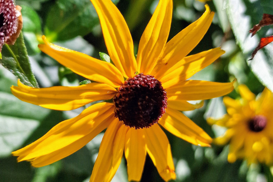 Rudbeckia